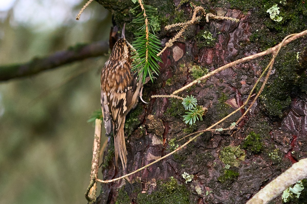 šoupálek americký - ML646550704