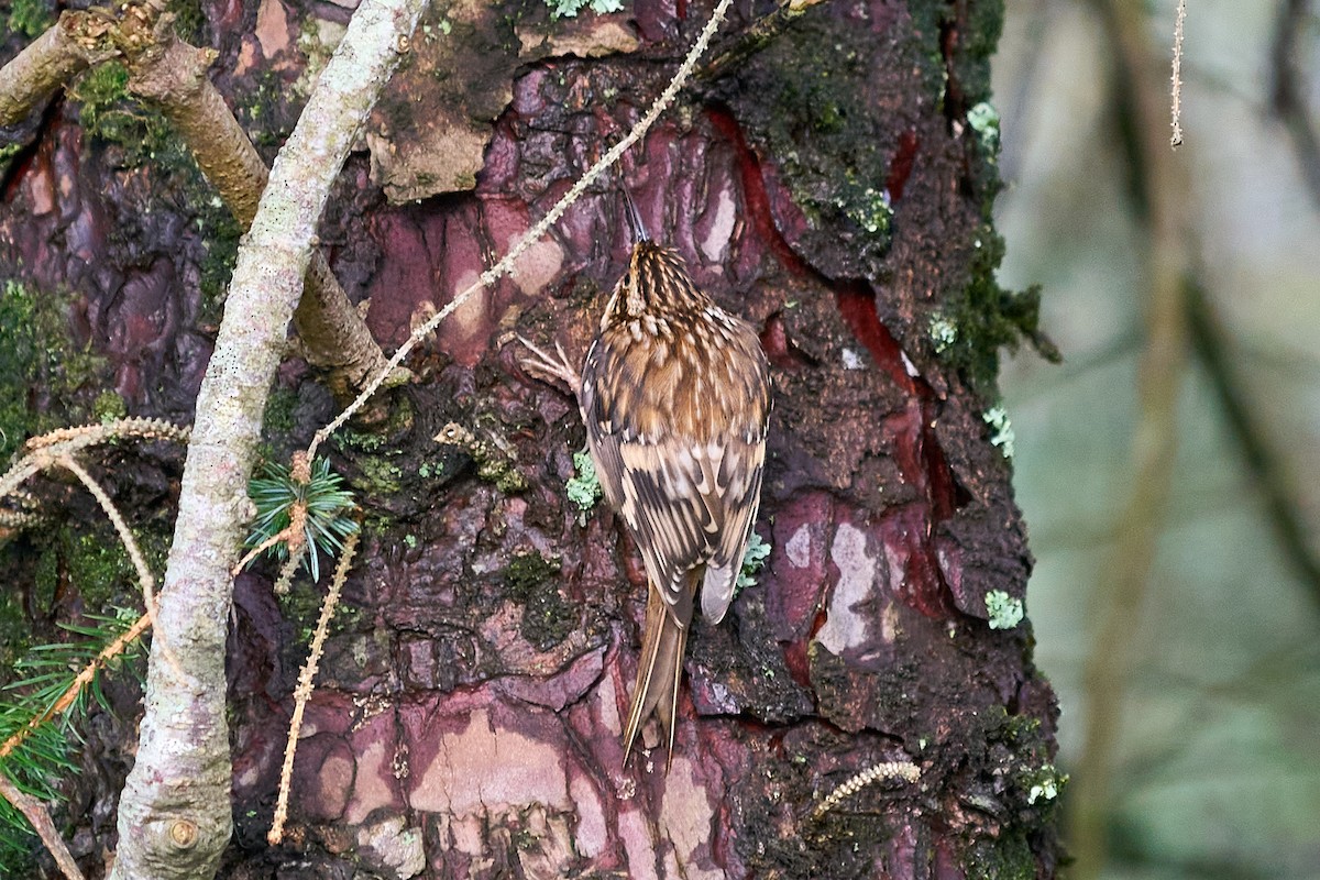 šoupálek americký - ML646550705