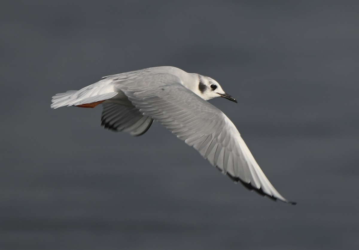 Bonaparte's Gull - ML646550706