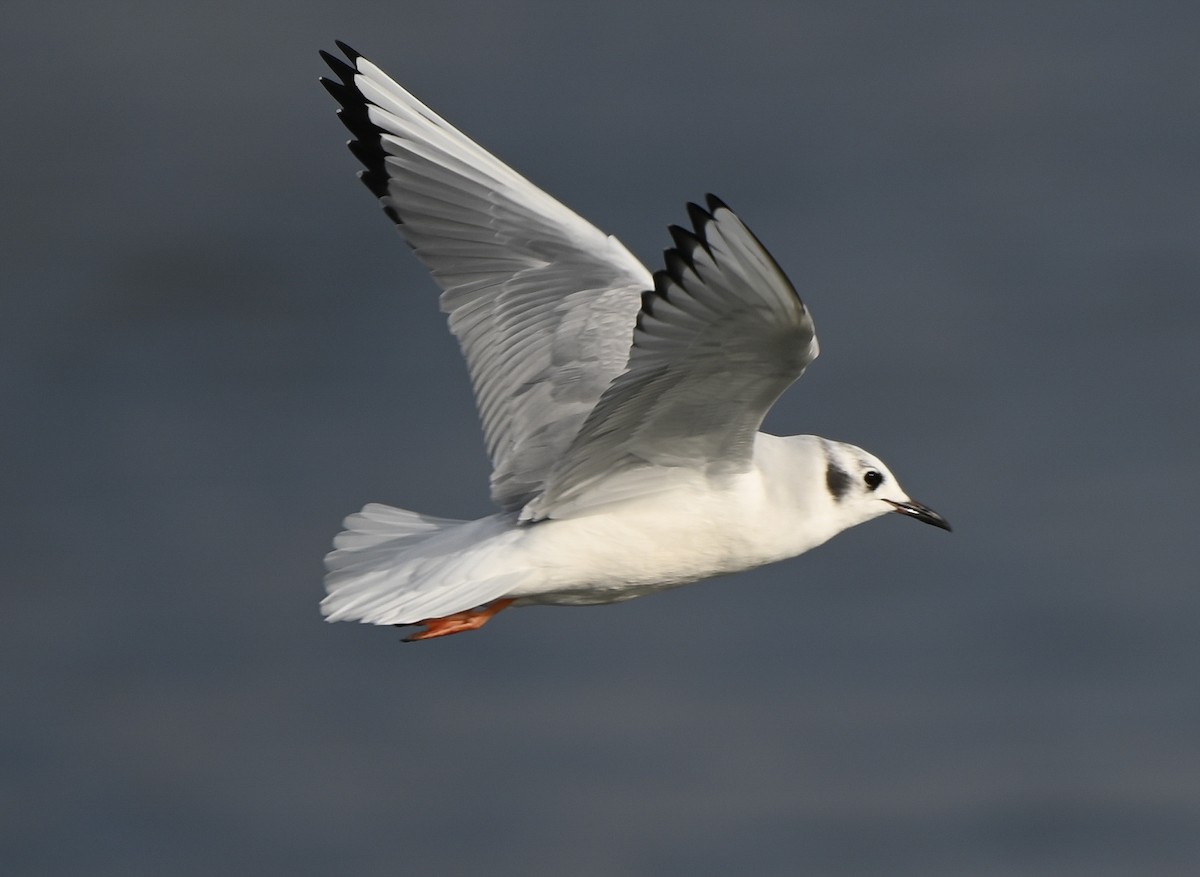 Bonaparte's Gull - ML646550707