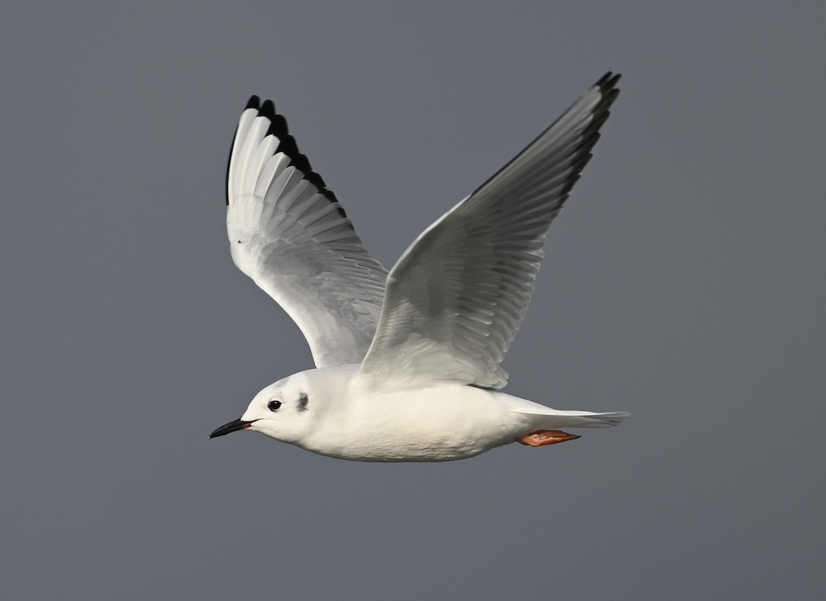 Bonaparte's Gull - ML646550709