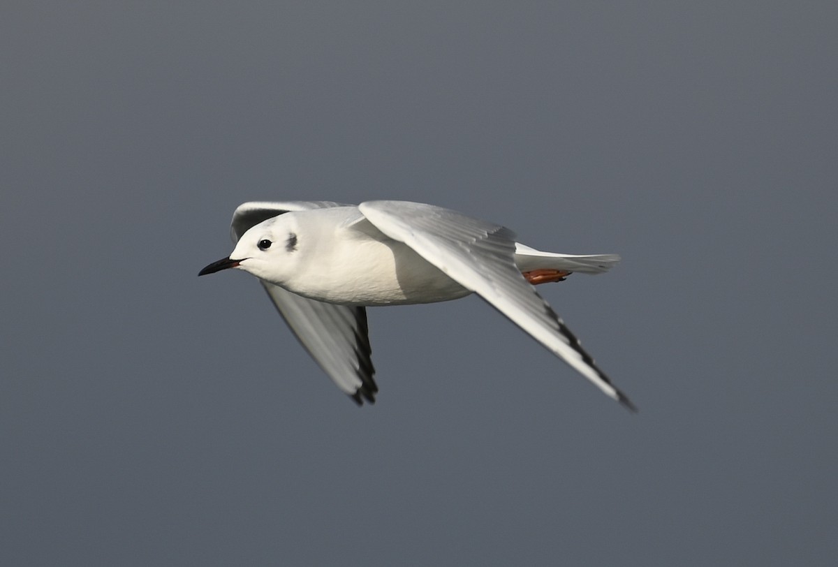 Bonaparte's Gull - ML646550710