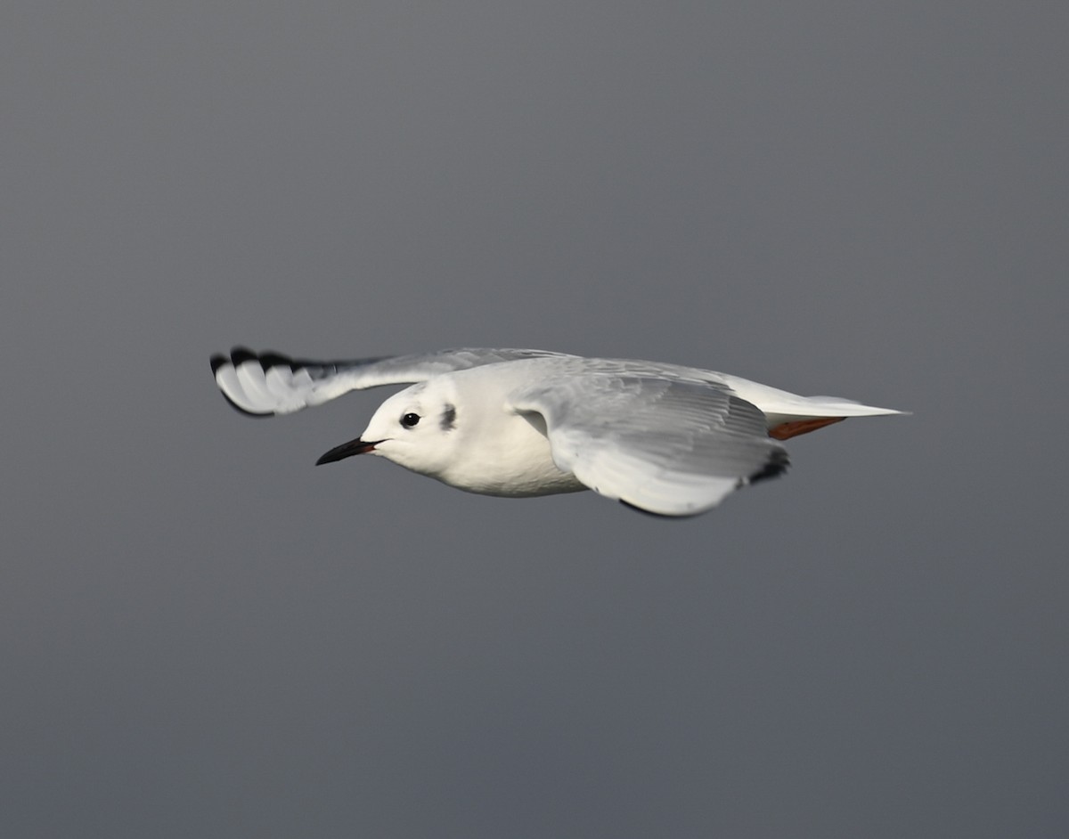 Bonaparte's Gull - ML646550711