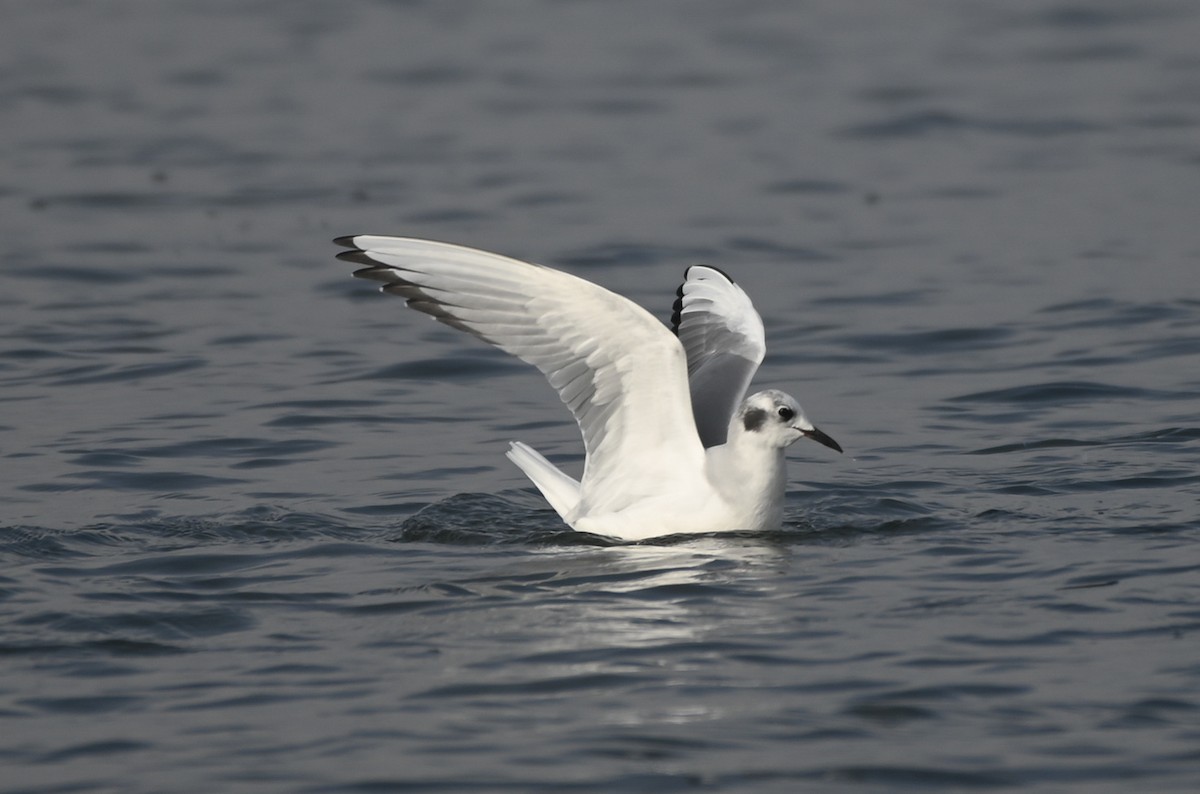 Bonaparte's Gull - ML646550712
