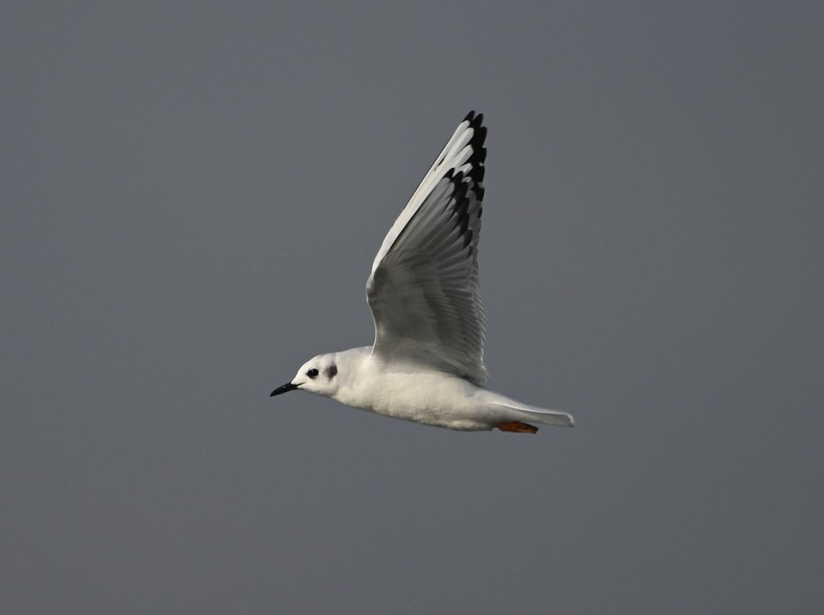 Bonaparte's Gull - ML646550713