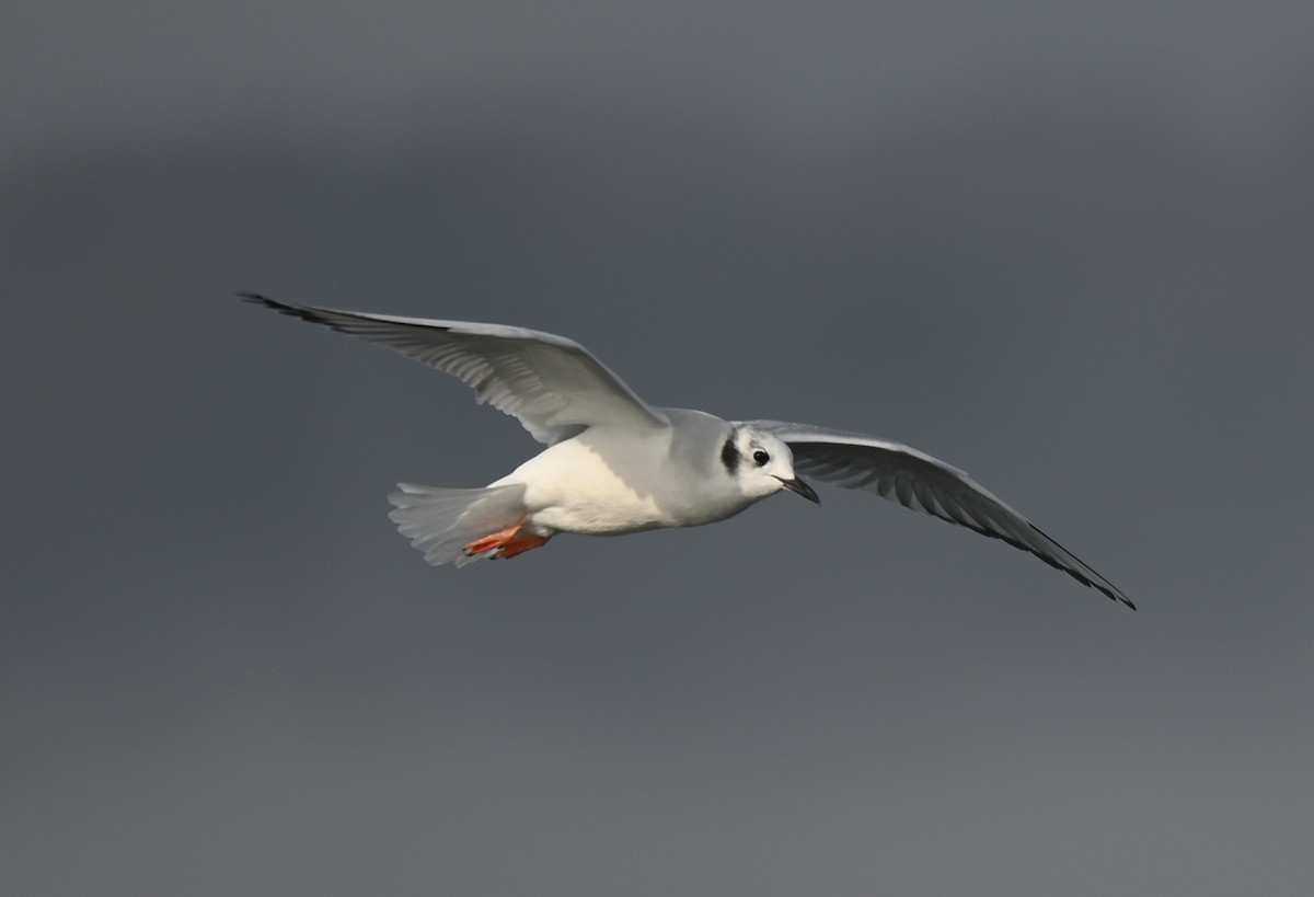 Bonaparte's Gull - ML646550714