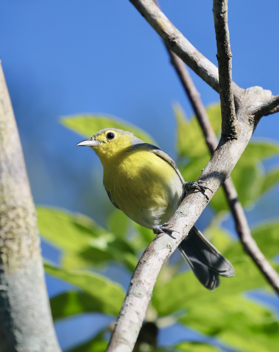 Oriente Warbler - ML646550715