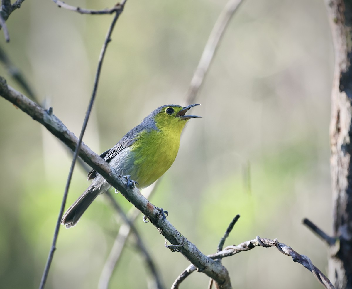 Oriente Warbler - ML646550716