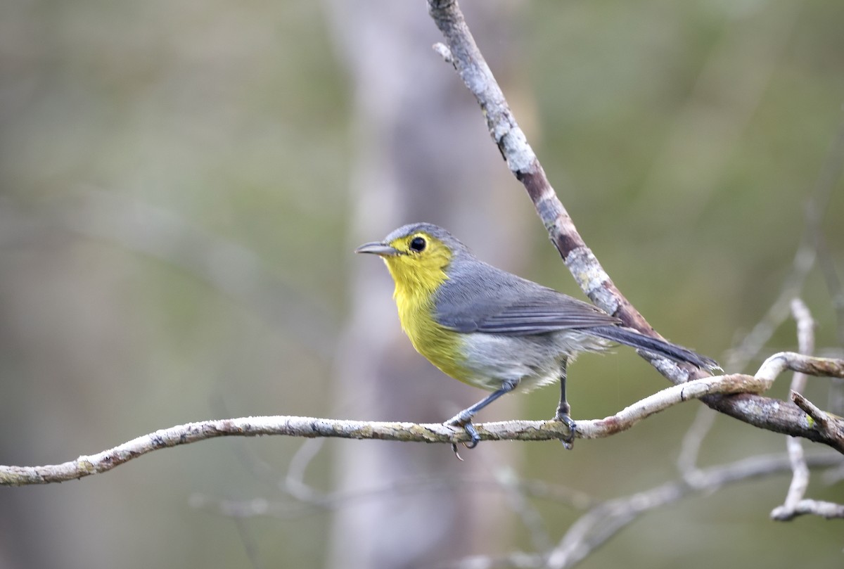 Oriente Warbler - ML646550717
