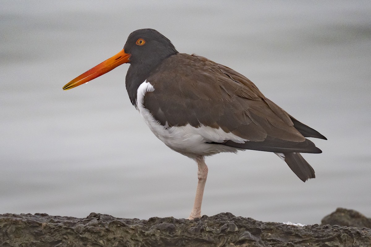 ústřičník americký - ML646550720