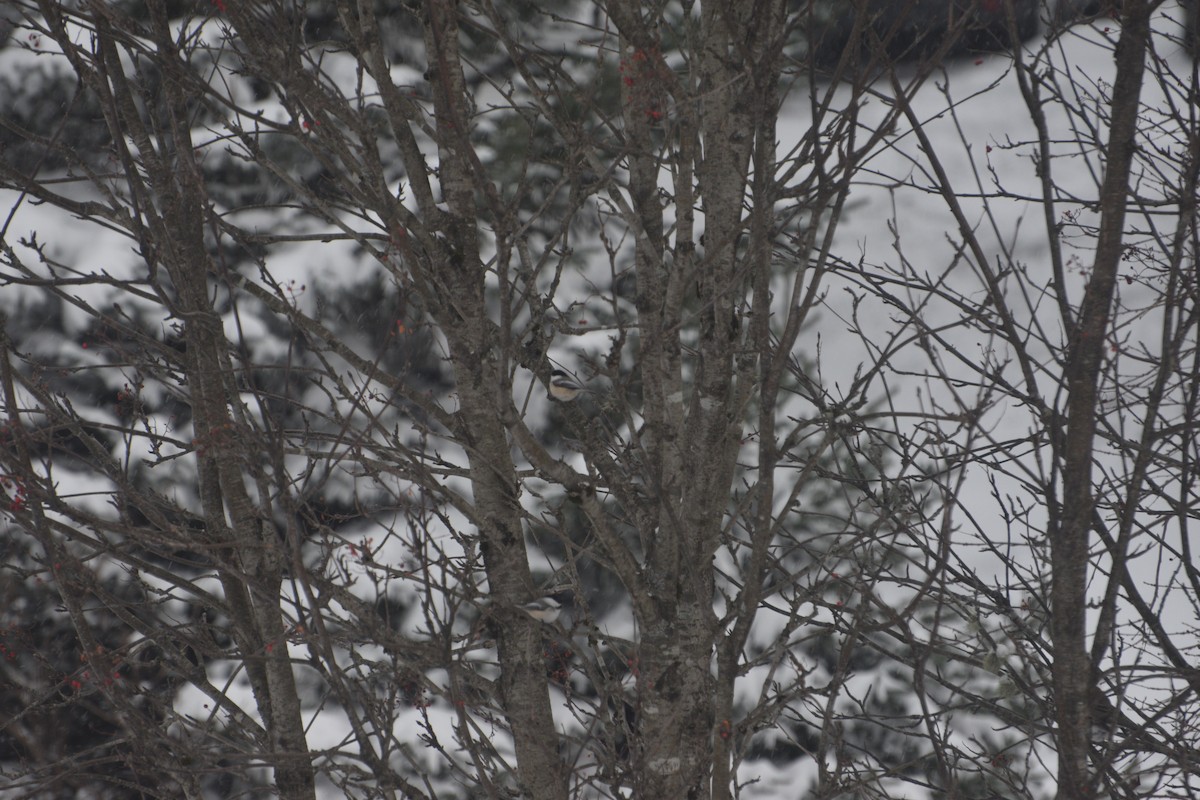 Amerika Baştankarası - ML646550722