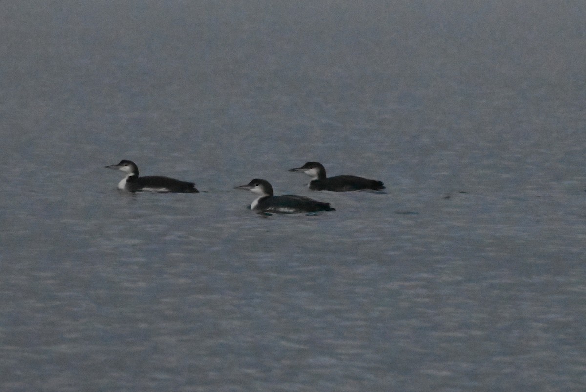 Common Loon - ML646550723