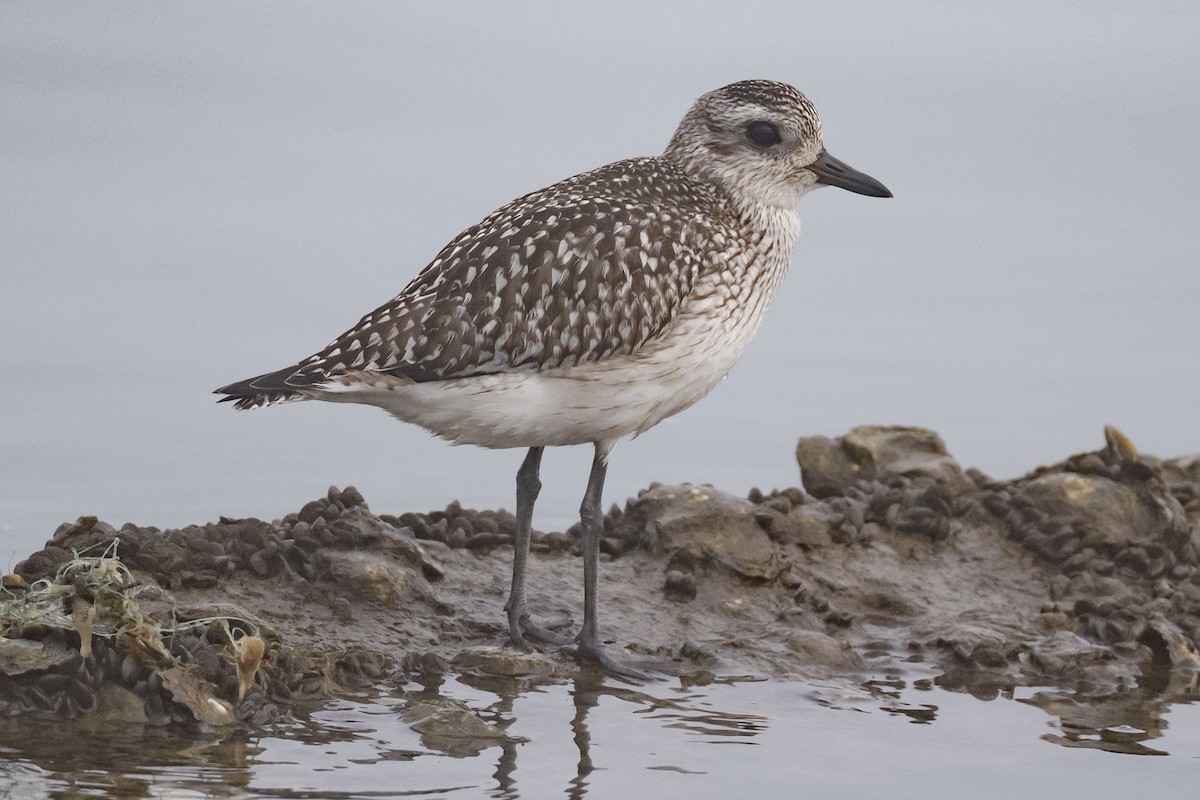 kulík bledý - ML646550724