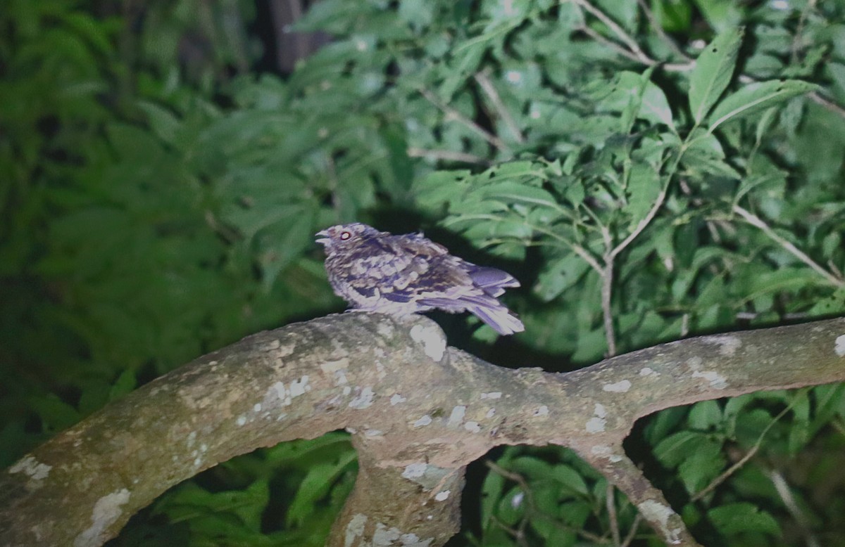 lelek šedočelý - ML646550725