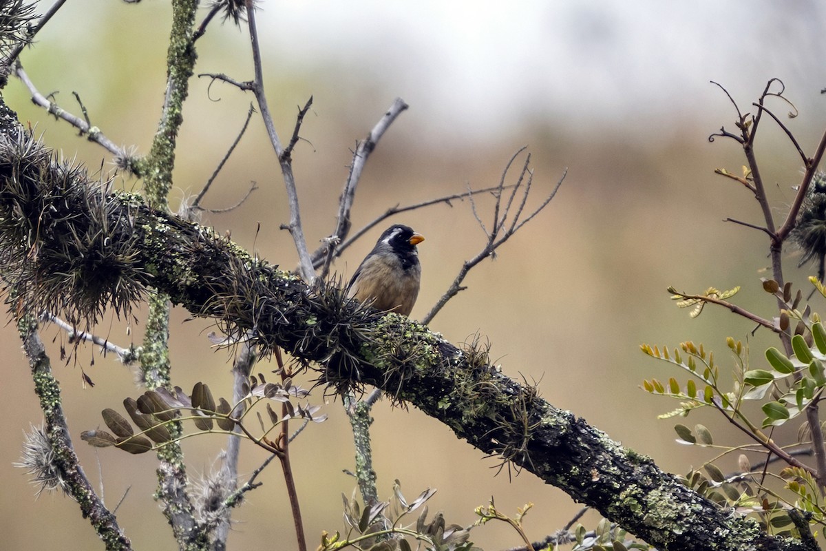 Golden-billed Saltator - ML646550726