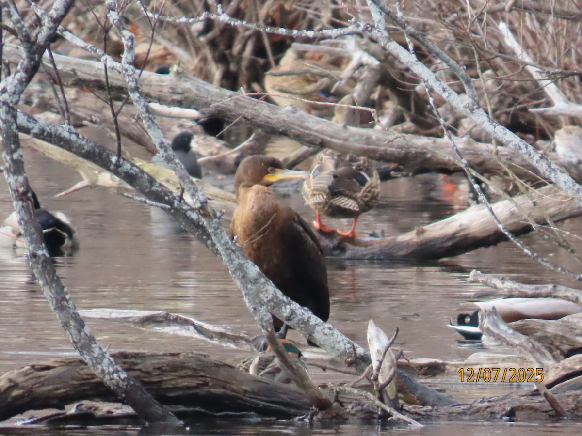 ミミヒメウ - ML646550729