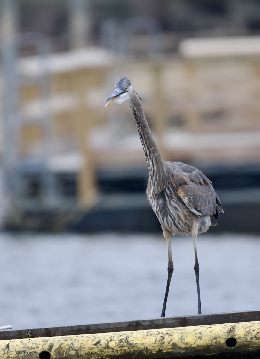 Great Blue Heron - ML646550730