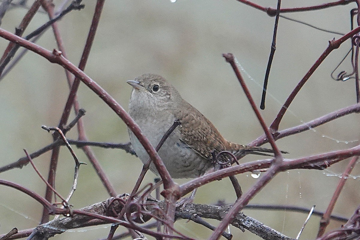 Northern House Wren - ML646550733