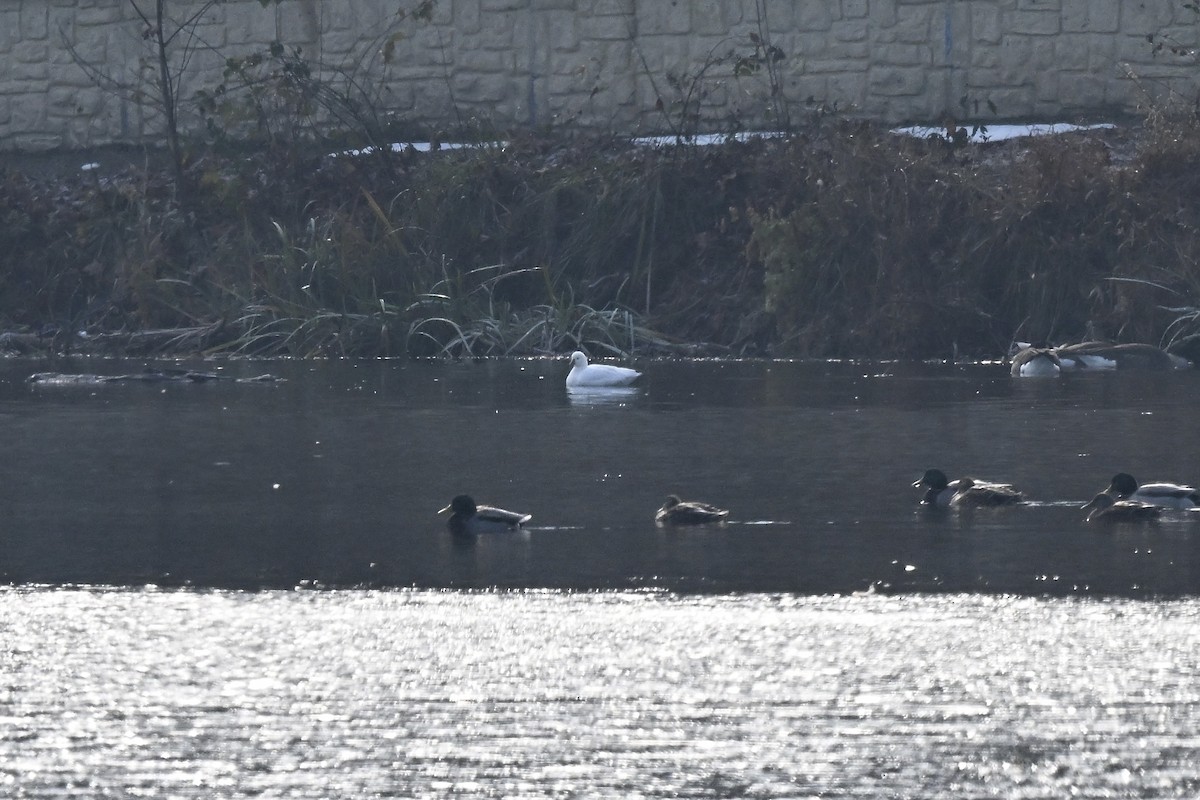 husa bělostná - ML646550734