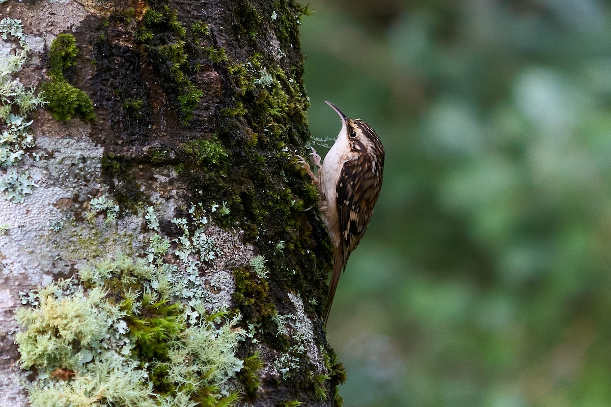 šoupálek americký - ML646550735