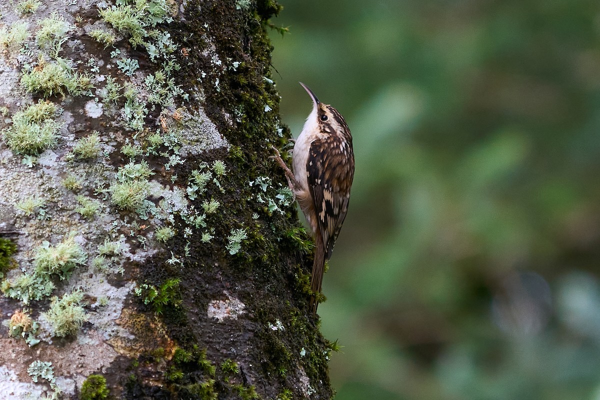 šoupálek americký - ML646550736