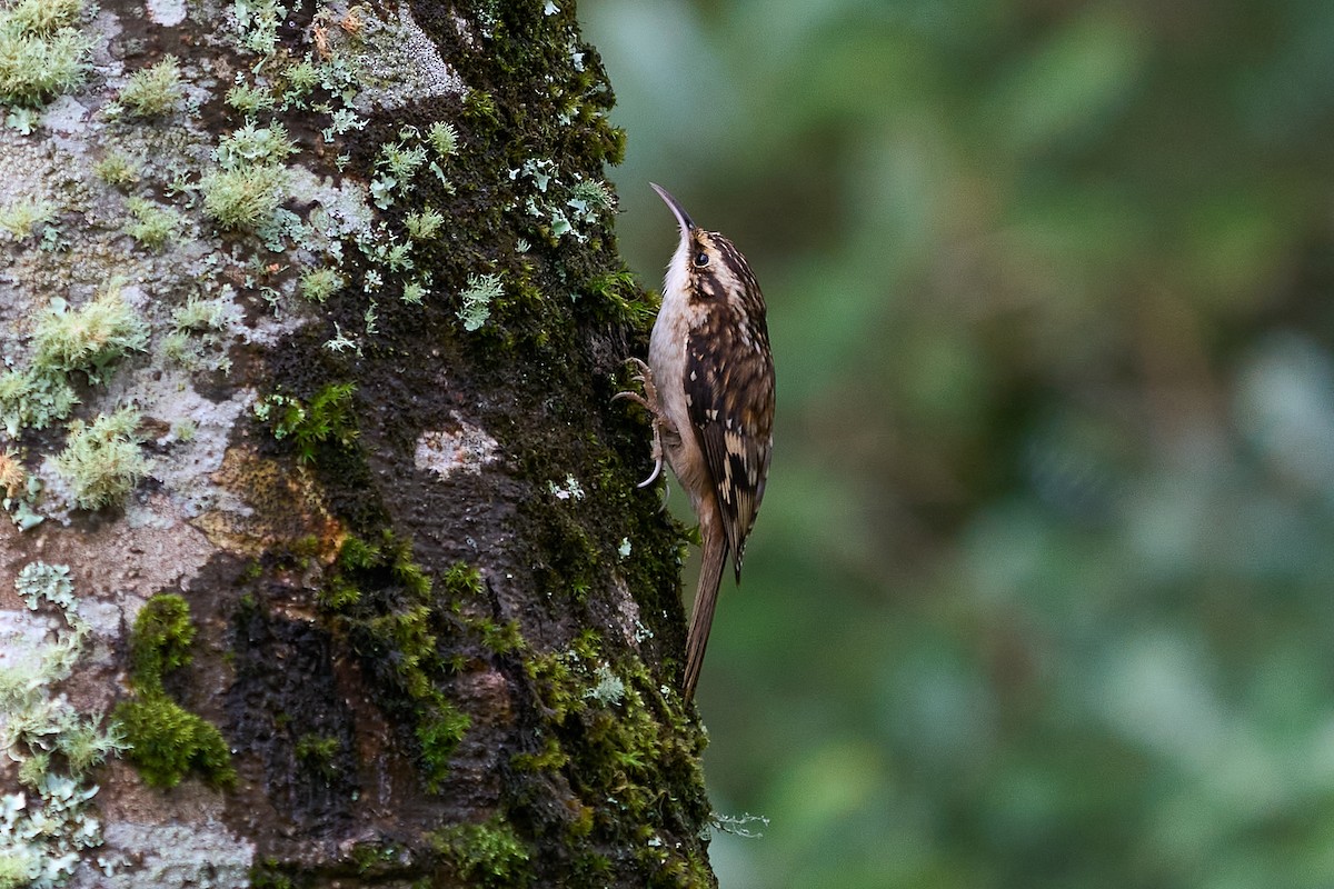 šoupálek americký - ML646550737