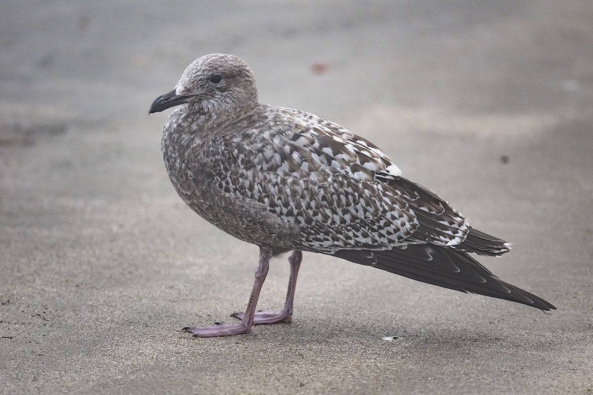 racek americký - ML646550739