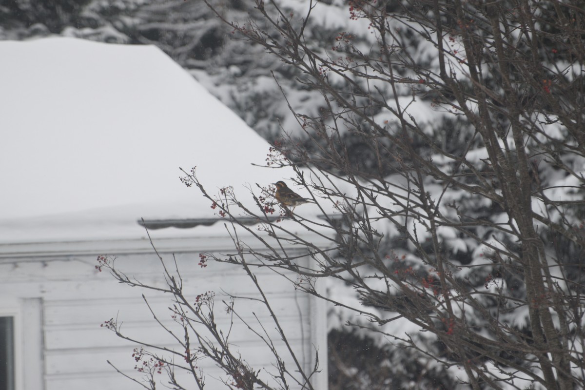 Varied Thrush - ML646550740