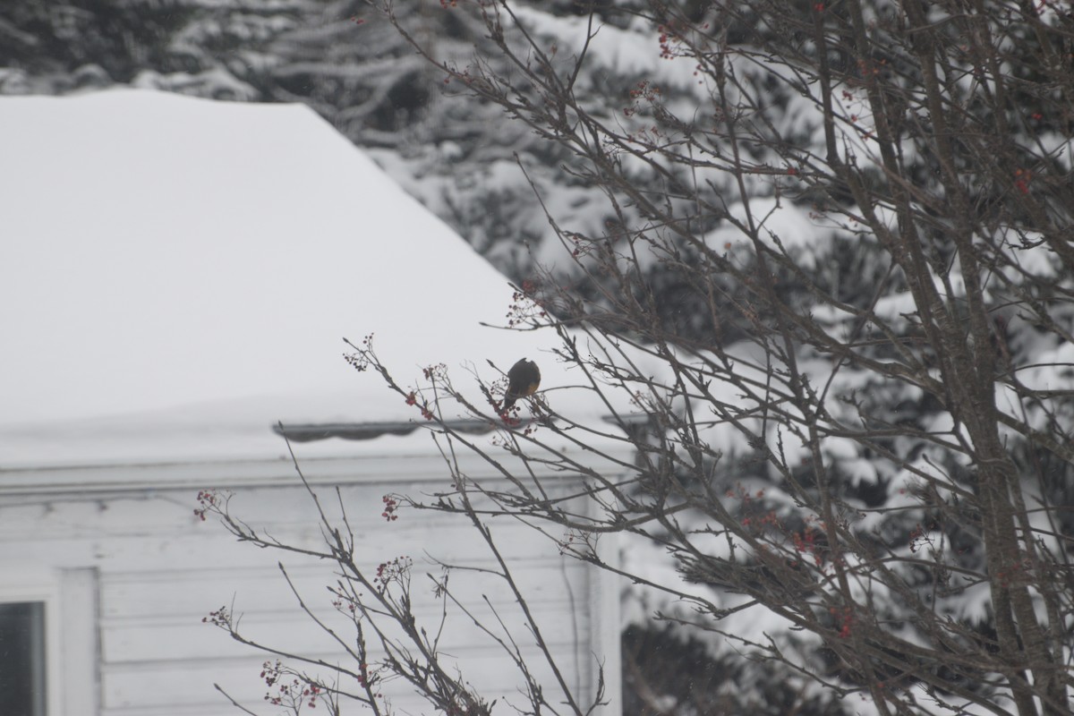 Varied Thrush - ML646550741