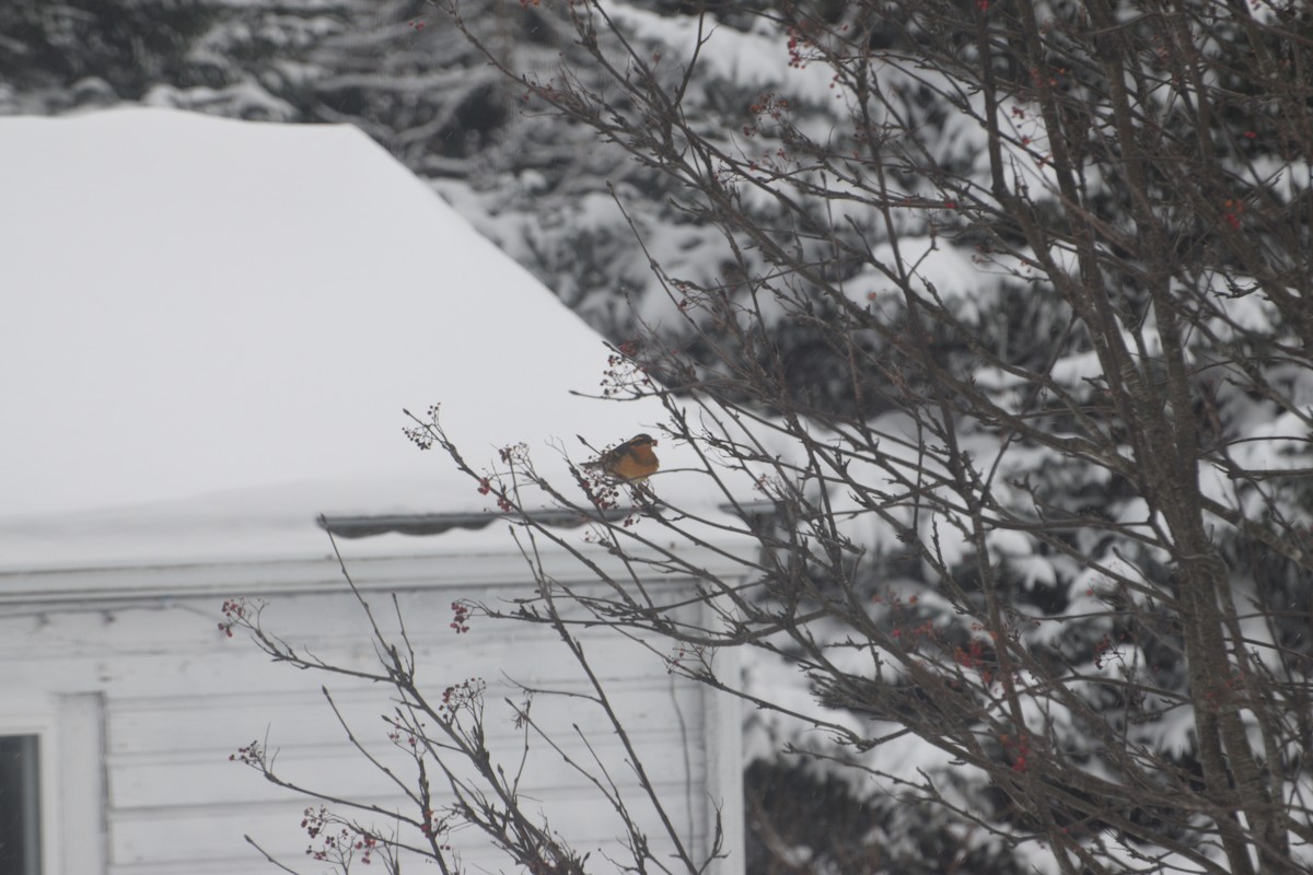 Varied Thrush - ML646550742