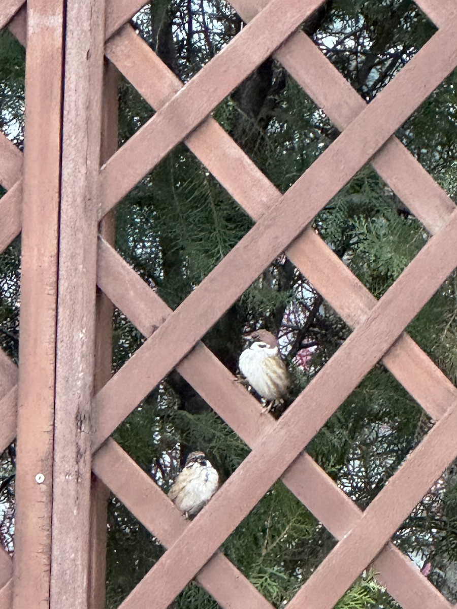 Eurasian Tree Sparrow - ML646550750