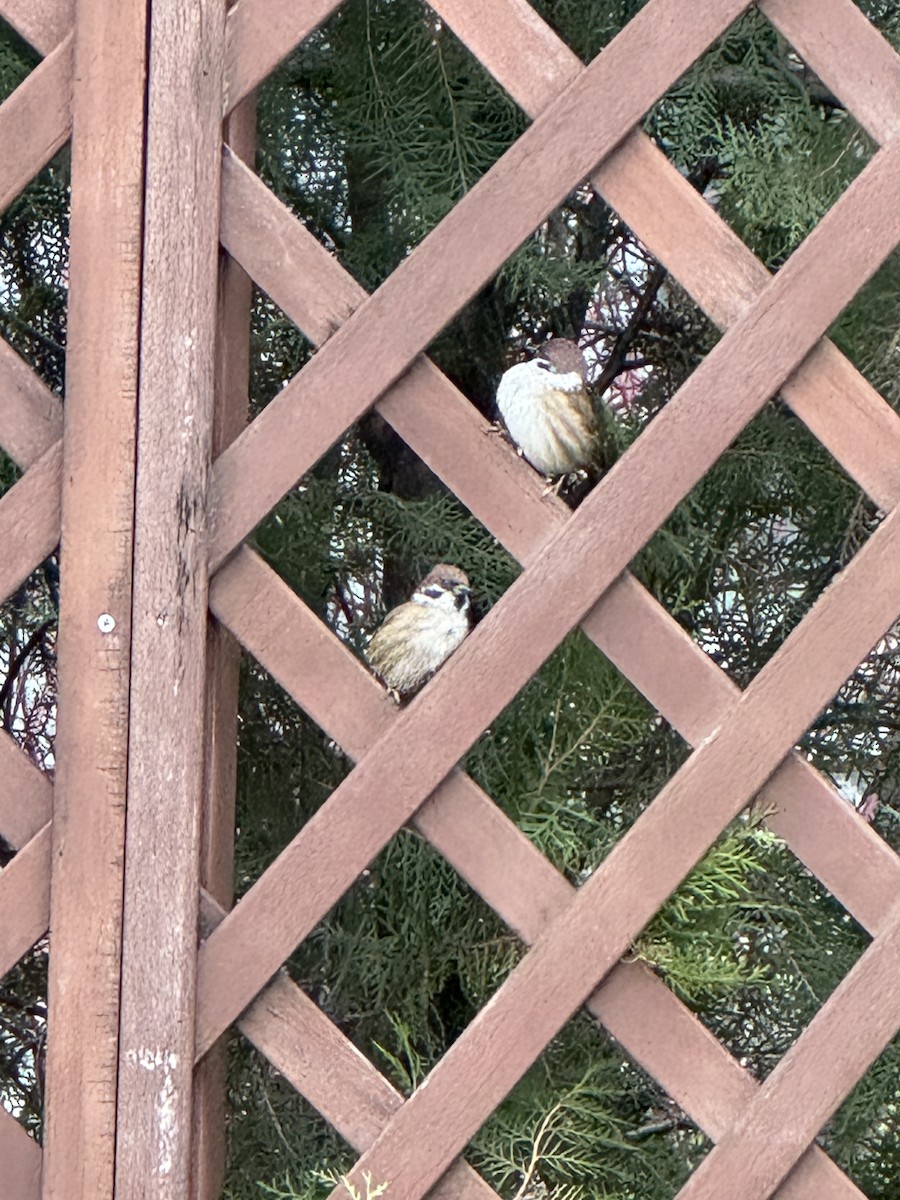 Eurasian Tree Sparrow - ML646550751