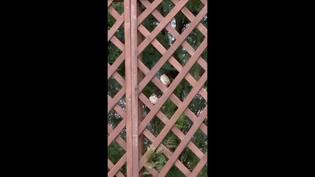 Eurasian Tree Sparrow - ML646550752