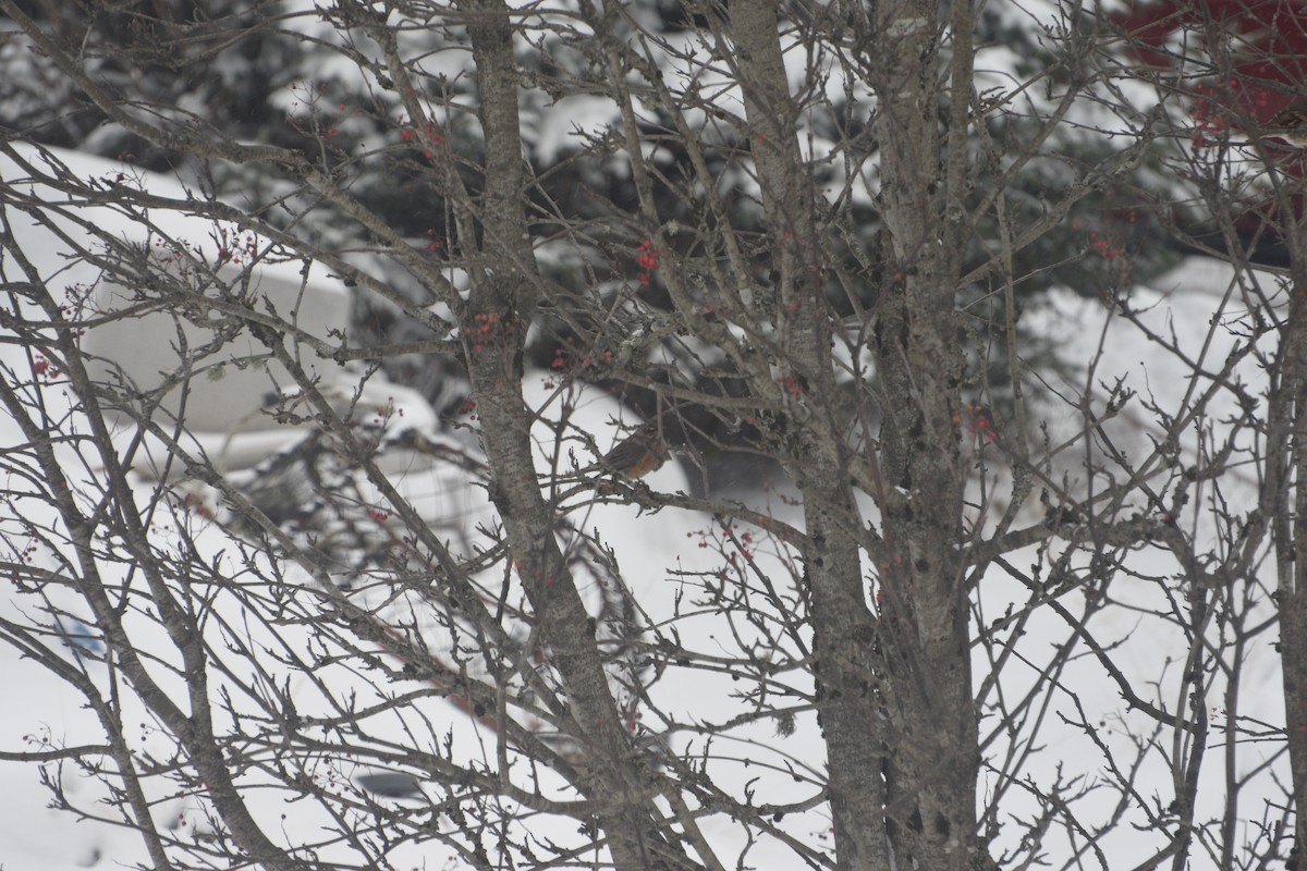 American Robin - ML646550753