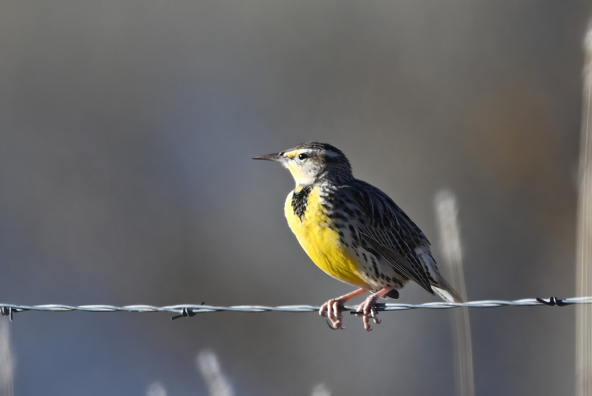 Chihuahuan Meadowlark - ML646550755