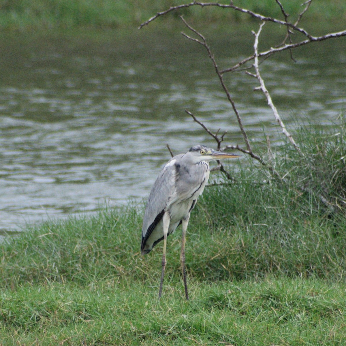 Graureiher - ML646550757