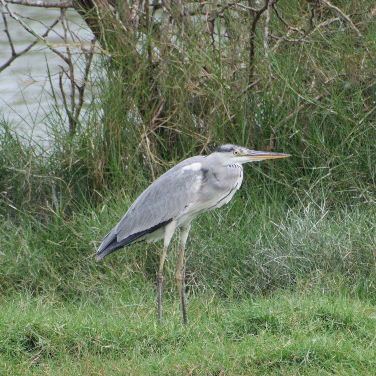 Graureiher - ML646550758