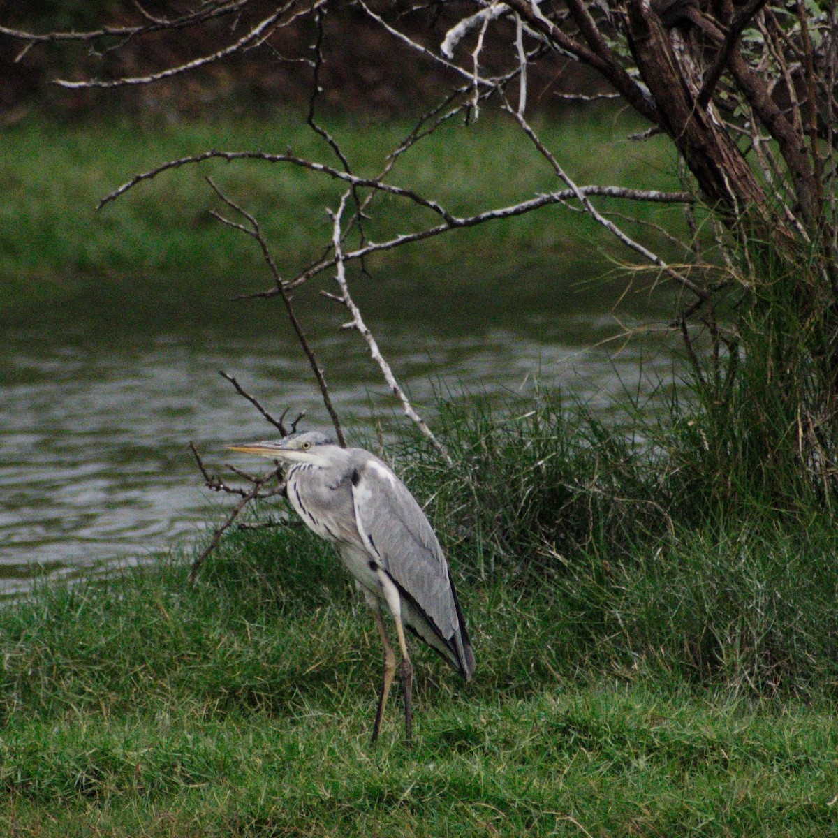 Graureiher - ML646550759