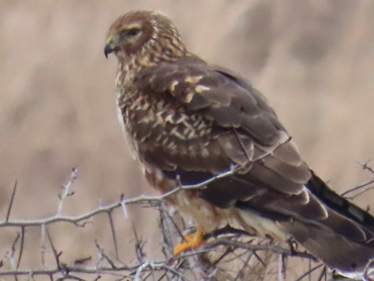 mørkmyrhauk - ML646550764