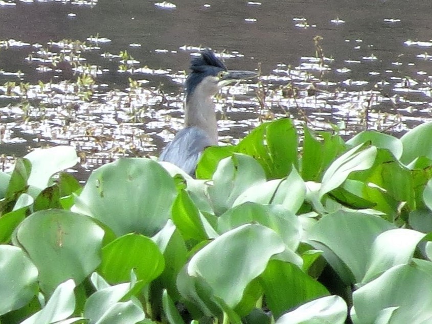 Green Heron - ML646550767