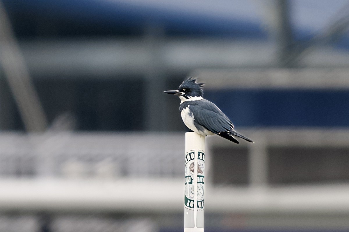 Belted Kingfisher - ML646550768