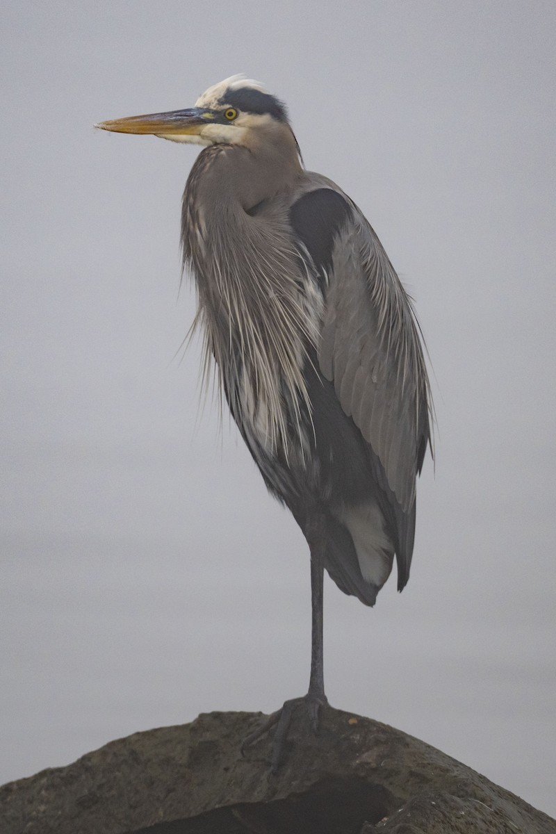 volavka velká - ML646550769