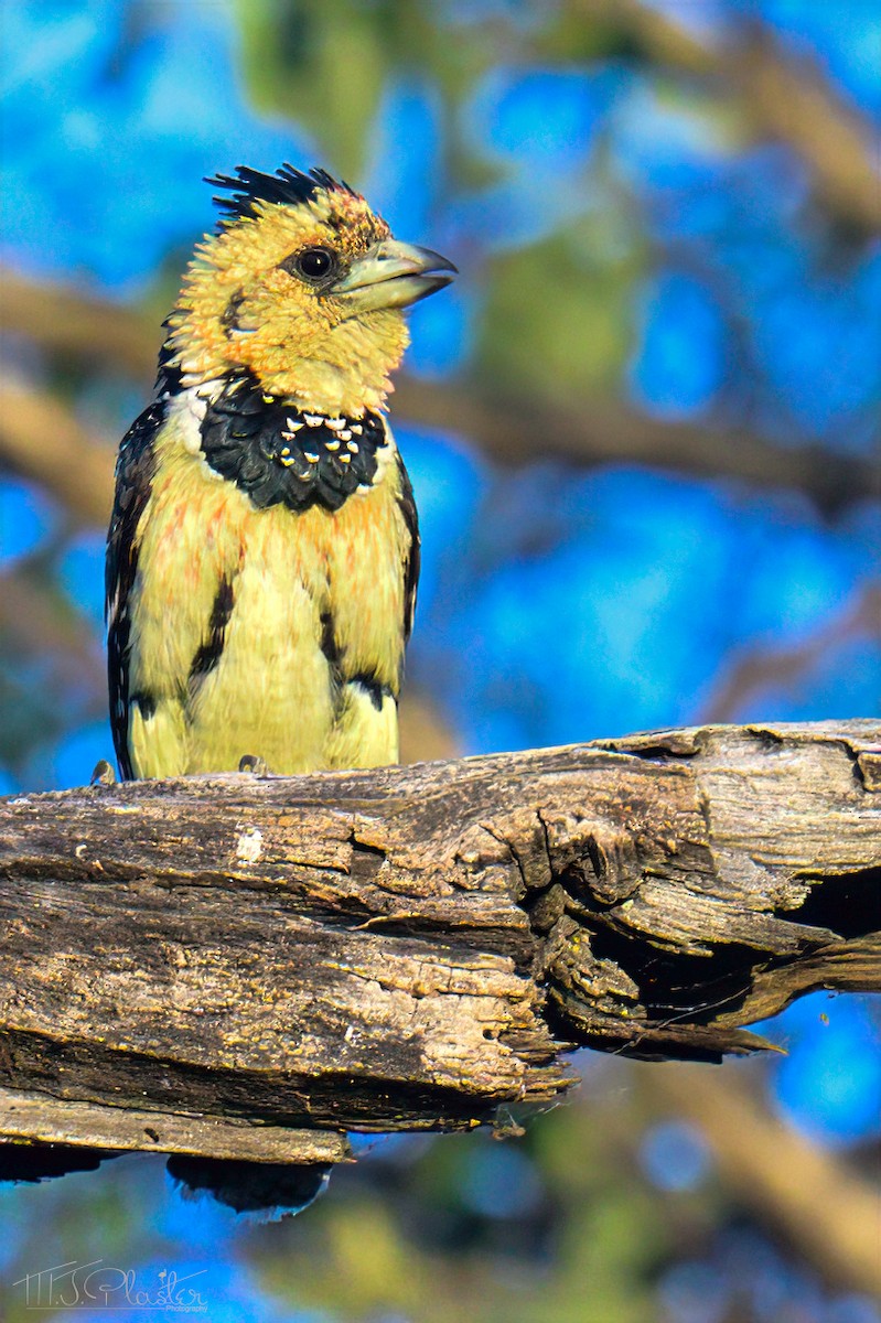 Crested Barbet - ML646550770