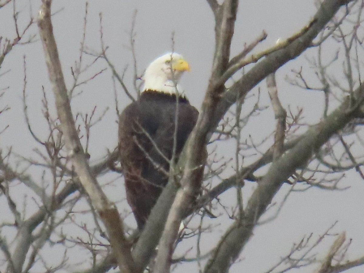 hvithodehavørn - ML646550772