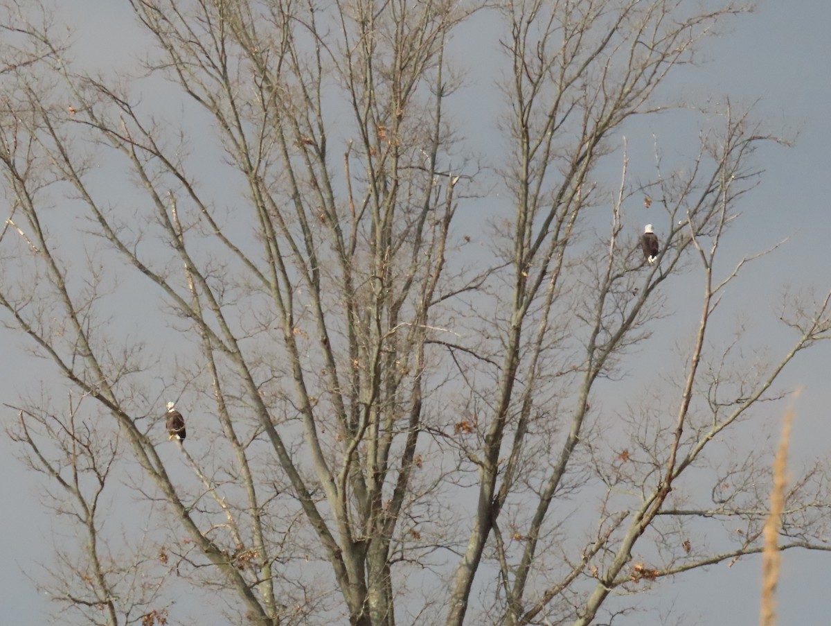 hvithodehavørn - ML646550773