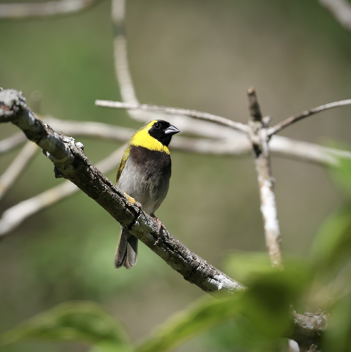Cuban Grassquit - ML646550774