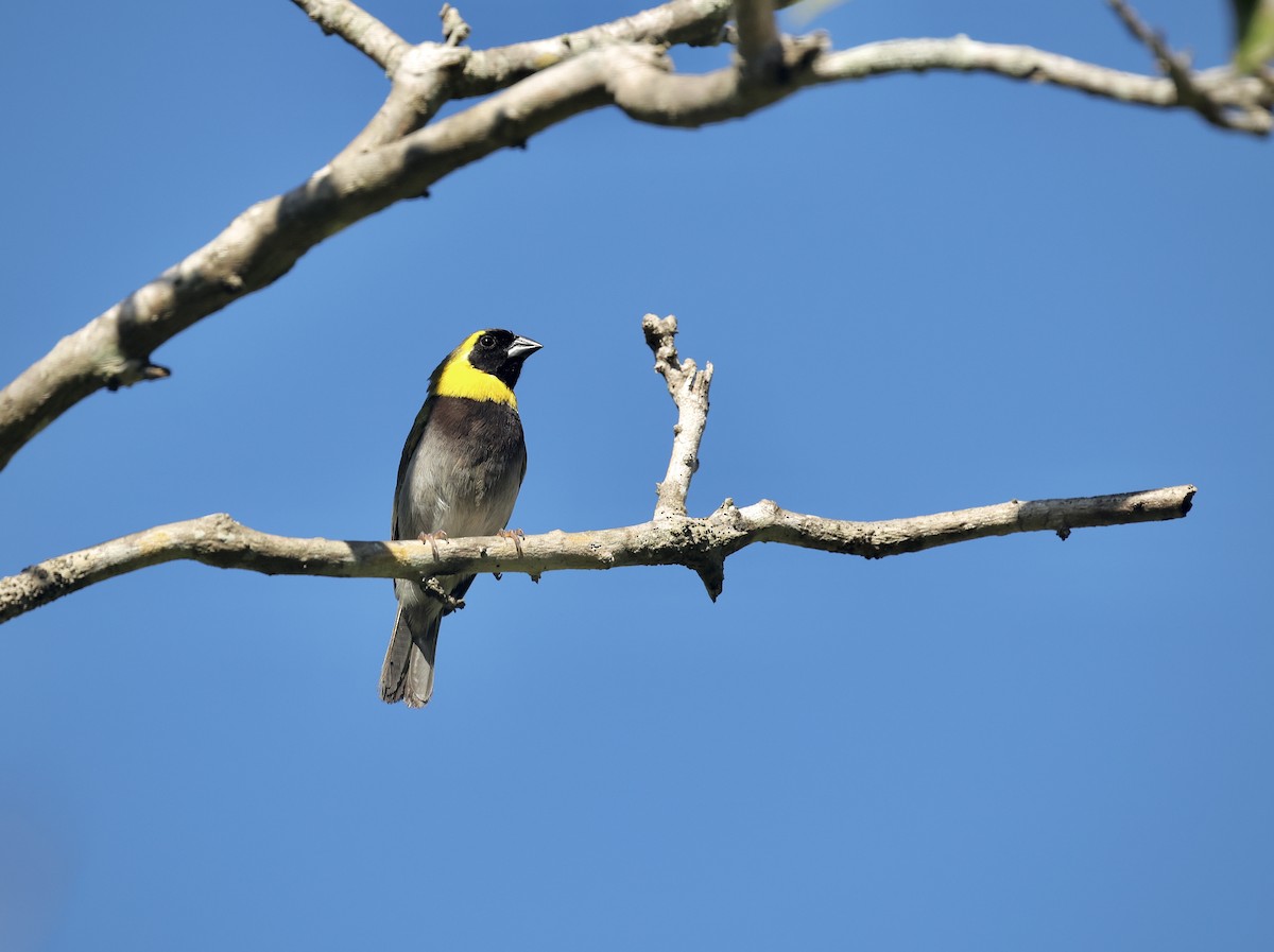 Cuban Grassquit - ML646550775