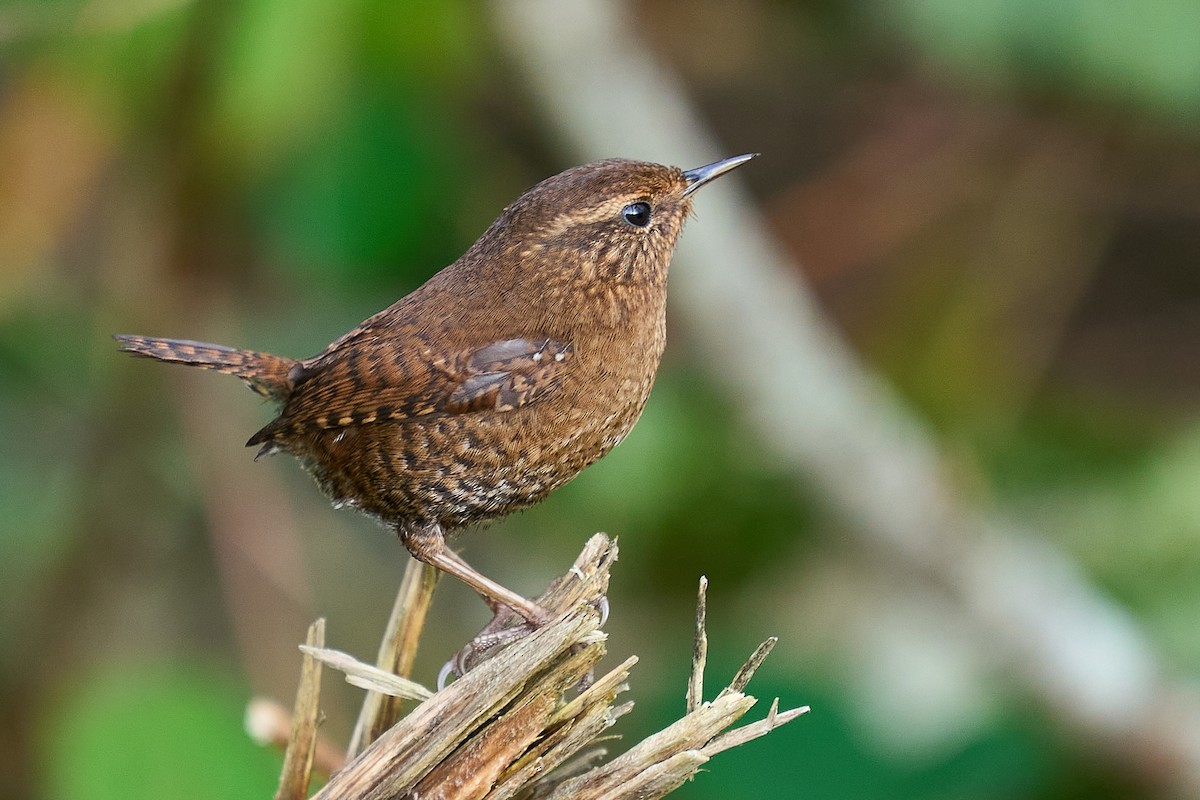 střízlík pacifický - ML646550776