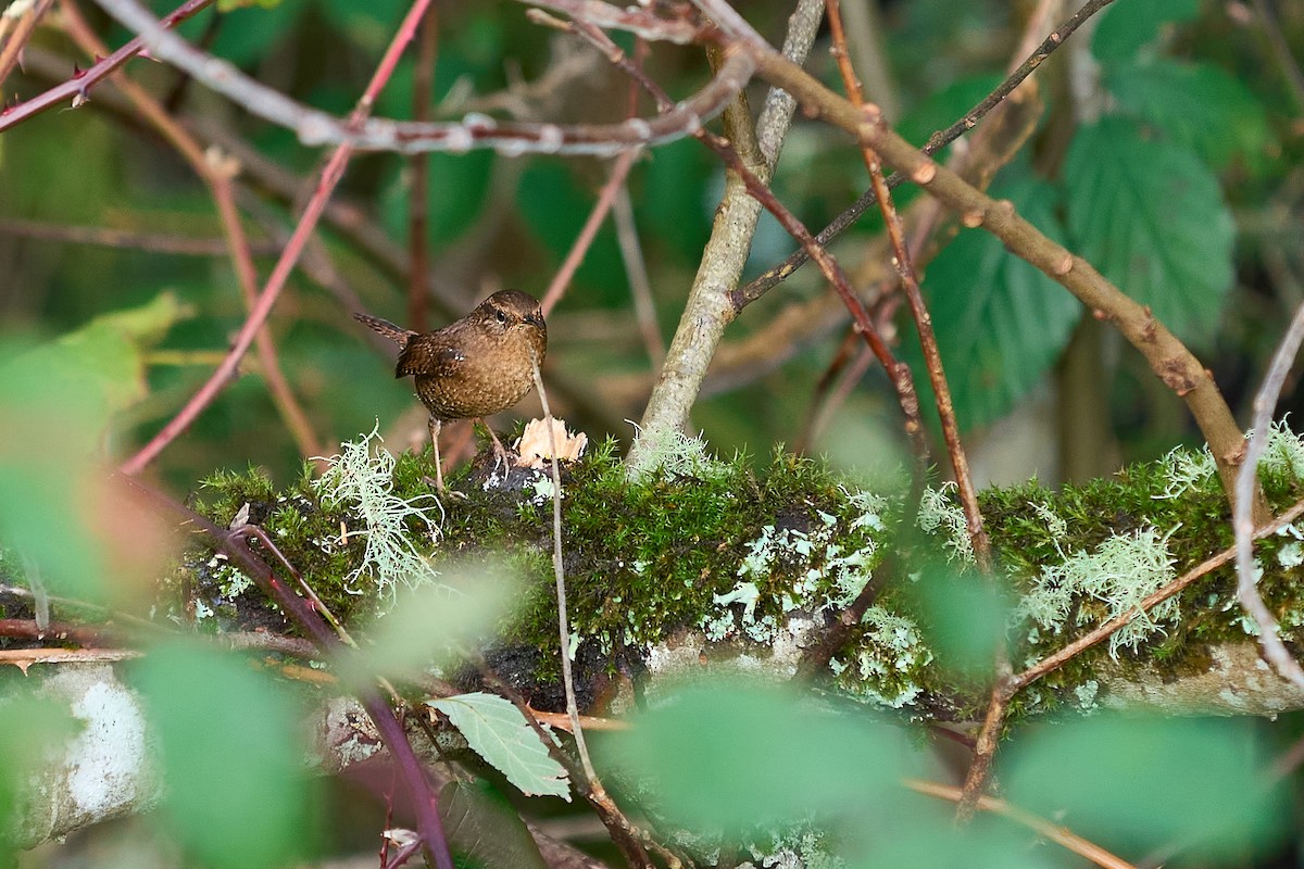 střízlík pacifický - ML646550777