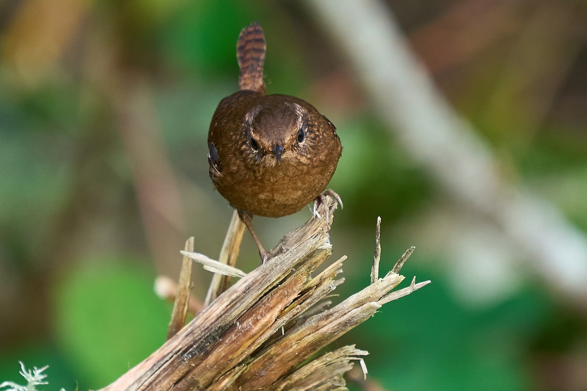 střízlík pacifický - ML646550778